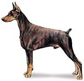 Ver Standad en Dobermann Breederds